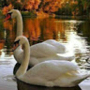 Meet your Posher, Roger